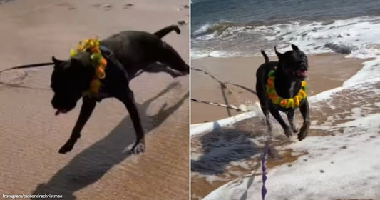 On the left, a black dog wearing a flower lei trots across wet sand near the ocean shore; on the right, the same dog leaps joyfully through ocean surf and.