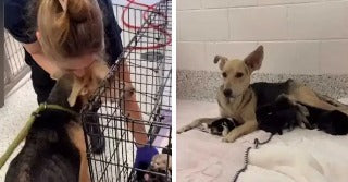 On the left, a woman with a bun leans down toward a dark dog on a leash near a wire cage; on the right, a tan dog with large ears.
