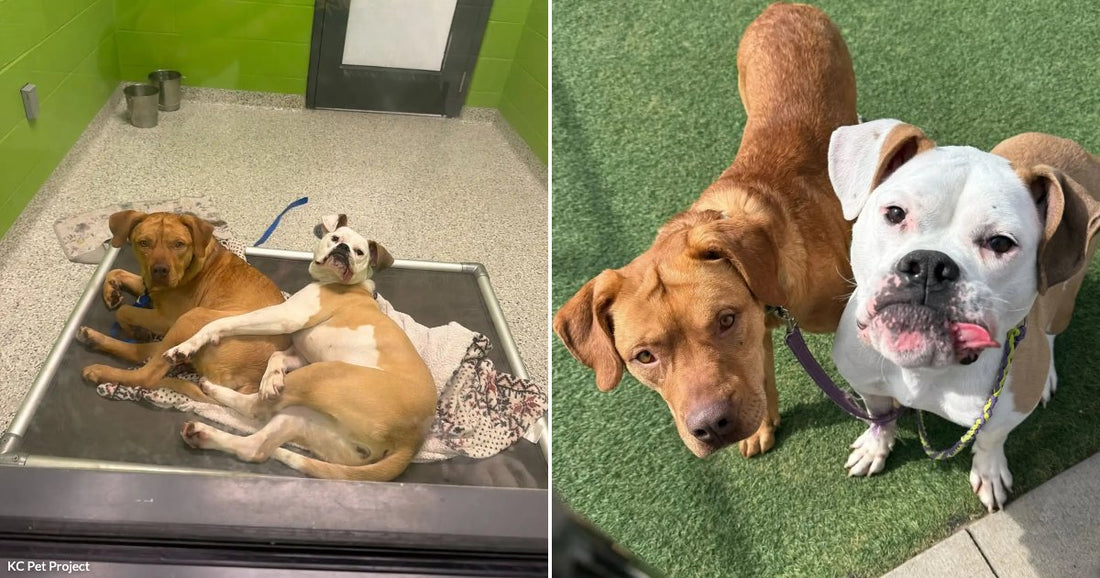 On the left, two dogs cuddle together on a shelter kennel cot; on the right, the same golden Lab mix and white Boxer look up at the camera outdoors on.
