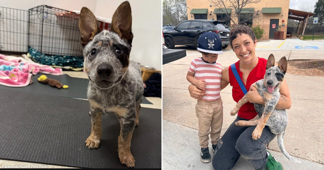 On the left, an Australian Cattle Dog puppy stands alertly on a dark mat indoors; on the right, a smiling woman kneels outside holding the same puppy beside a young.