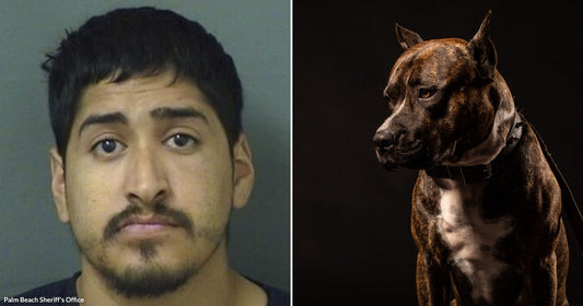 On the left, a young man with dark hair and a goatee poses against a gray background; on the right, a brindle pit bull dog sits alertly on a leash.