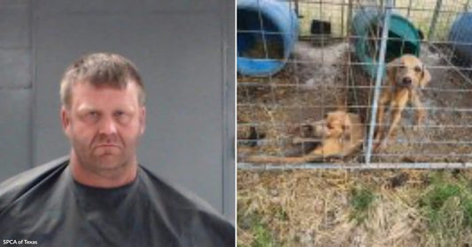 On the left, a heavyset middle-aged man with short light brown hair poses against a plain wall; on the right, several puppies rest inside a wire cage outdoors.