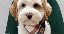 Puppy Stolen During Adoption Meeting Finally Reunites With Her Owner After Weeklong Search