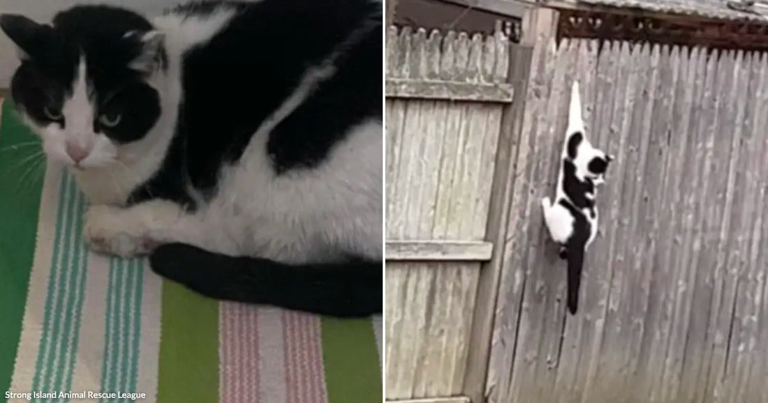Split image showing the cat resting indoors on a blanket and climbing a fence outside, illustrating its rescue journey.