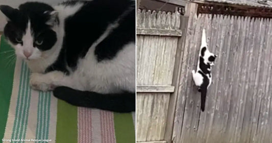 Split image showing the cat resting indoors on a blanket and climbing a fence outside, illustrating its rescue journey.