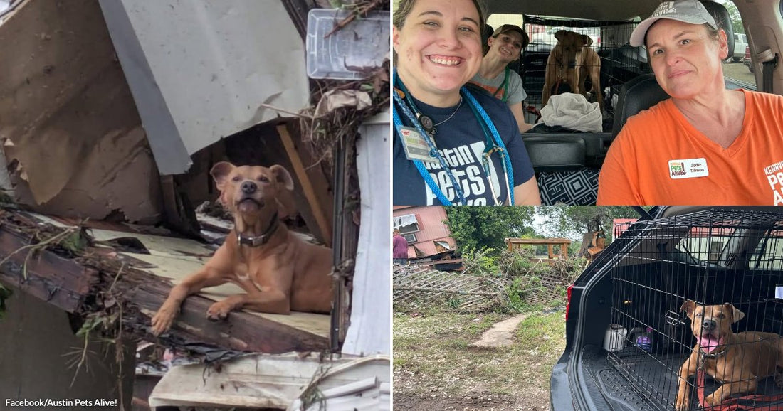 Brown dog sitting calmly amid the broken remains of a damaged home after flooding or storm destruction. Two animal rescue volunteers smiling inside a vehicle with a dog secured in a crate behind them.