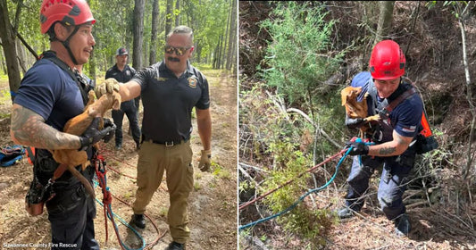 On the left, rescue workers in a forest hold a small brown dog after a rescue; on the right, a helmeted rescuer climbs a steep wooded slope carrying the same.