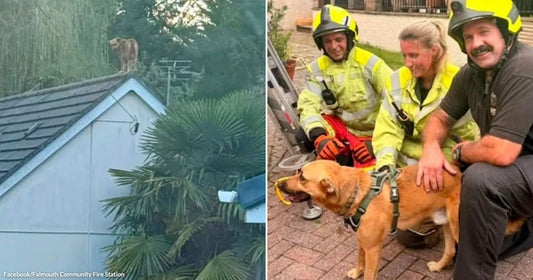 On the left, a golden-brown dog stands on a rooftop ridge; on the right, two helmeted firefighters and a woman crouch beside the same rescued dog outdoors.