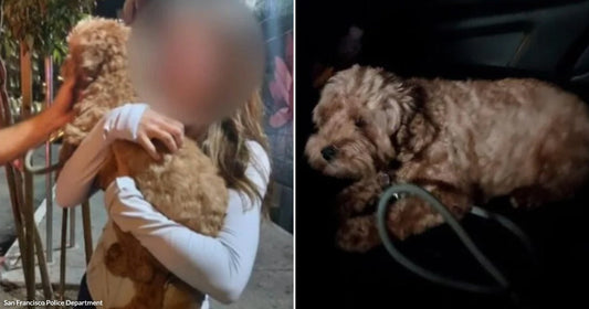 On the left, a woman with long hair hugs a fluffy golden-brown dog outdoors; on the right, the same dog rests on a dark car seat with a leash.