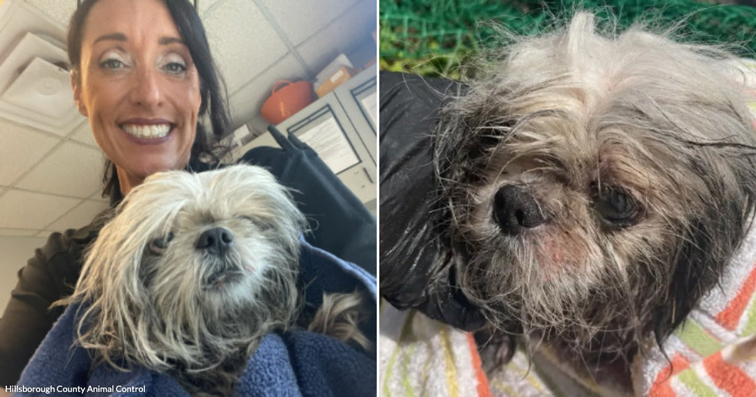 On the left, a smiling woman with dark hair holds a small scruffy dog wrapped in a blue towel indoors; on the right, a close-up of the same disheveled dog.