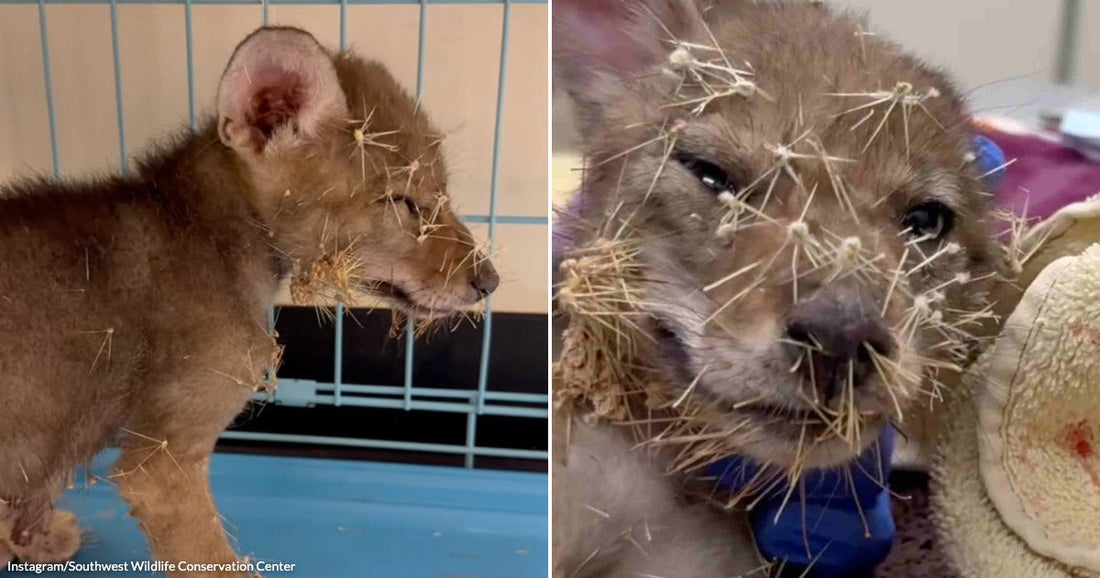 On the left, a lion cub covered in porcupine quills stands inside a wire cage; on the right, the same cub's quill-covered face is shown in close-up during veterinary care.