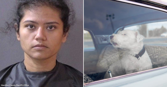 On the left, a young woman with dark hair wearing a dark top poses against a gray background; on the right, a white fluffy dog sits inside a parked car.