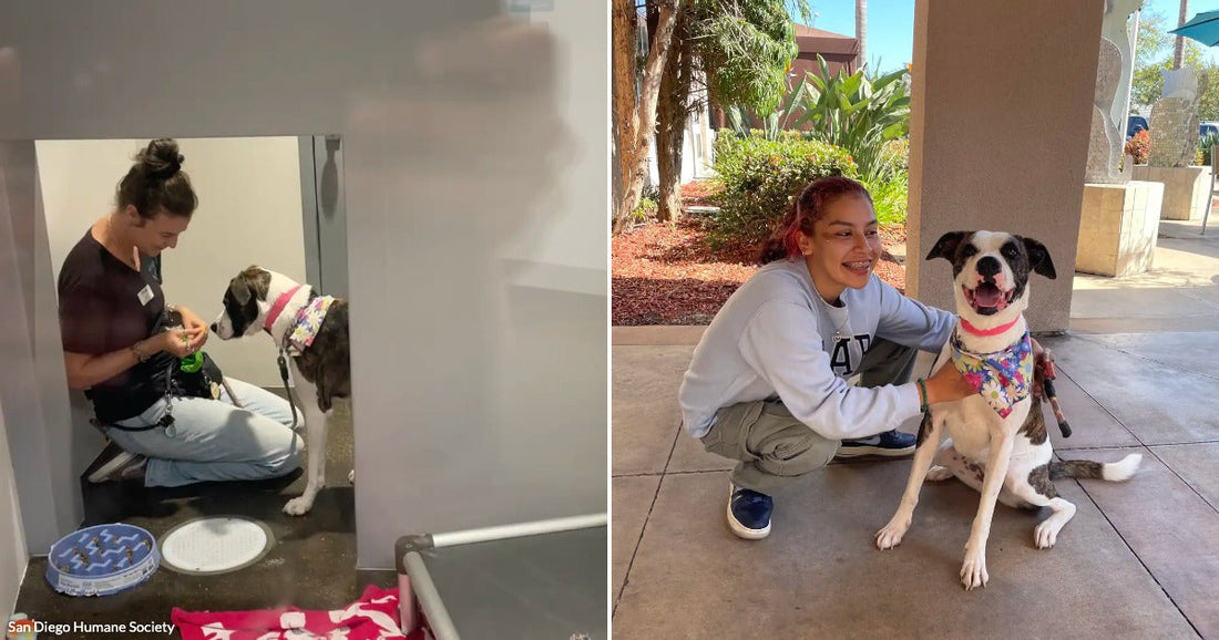 On the left, a woman kneels beside a black-and-white dog wearing a floral harness inside a kennel; on the right, a young woman smiles outdoors beside the same dog.