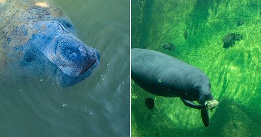 On the left, a manatee surfaces through murky green water; on the right, a manatee glides underwater past rocky walls, eating, with dark fish swimming nearby.