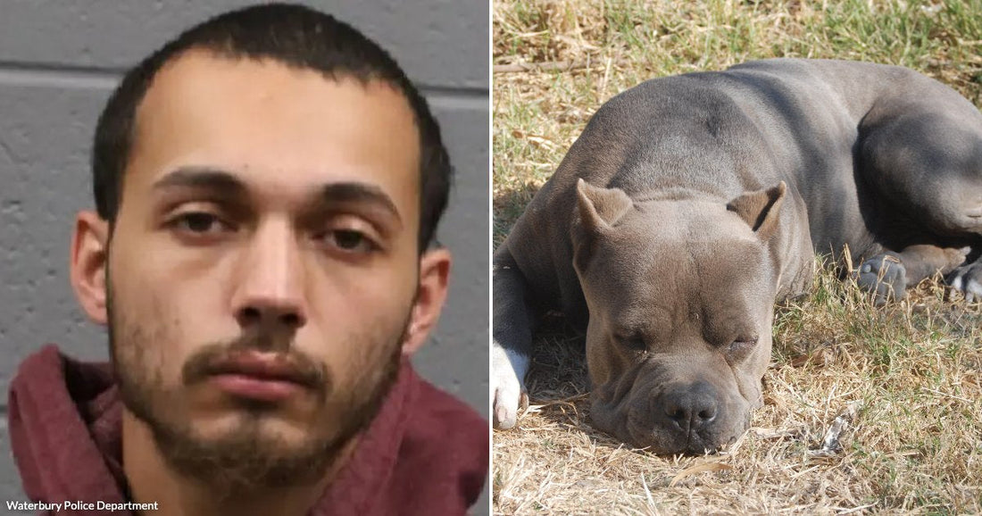 On the left, a young man with short dark hair and a maroon hoodie poses against a gray wall; on the right, a gray pit bull rests on dry grass.