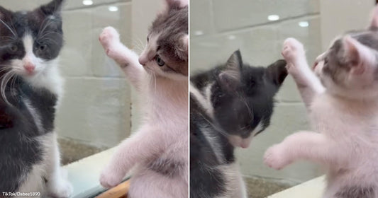 Split image showing two kittens interacting through glass, with one kitten reaching out and then lightly tapping the other in a playful gesture.