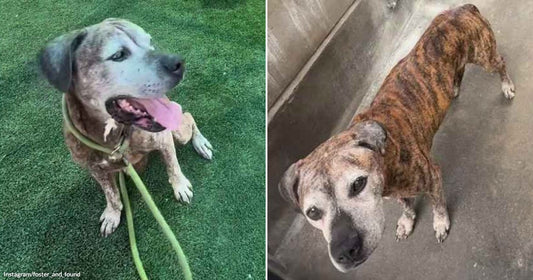 Nine-Year-Old Tyko Is Spending His Golden Years Walking Cold Shelter Hallways
