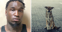 On the left, a man in a black tank top poses for what appears to be a mugshot; on the right, a stray dog sits alone on a brick pavement.