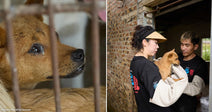 On the left, a brown dog peers through rusty cage bars at a shelter; on the right, two rescue workers in black shirts gently hold a small dog outside a.
