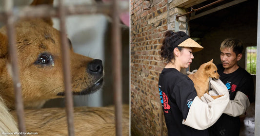 On the left, a brown dog peers through rusty cage bars at a shelter; on the right, two rescue workers in black shirts gently hold a small dog outside a.