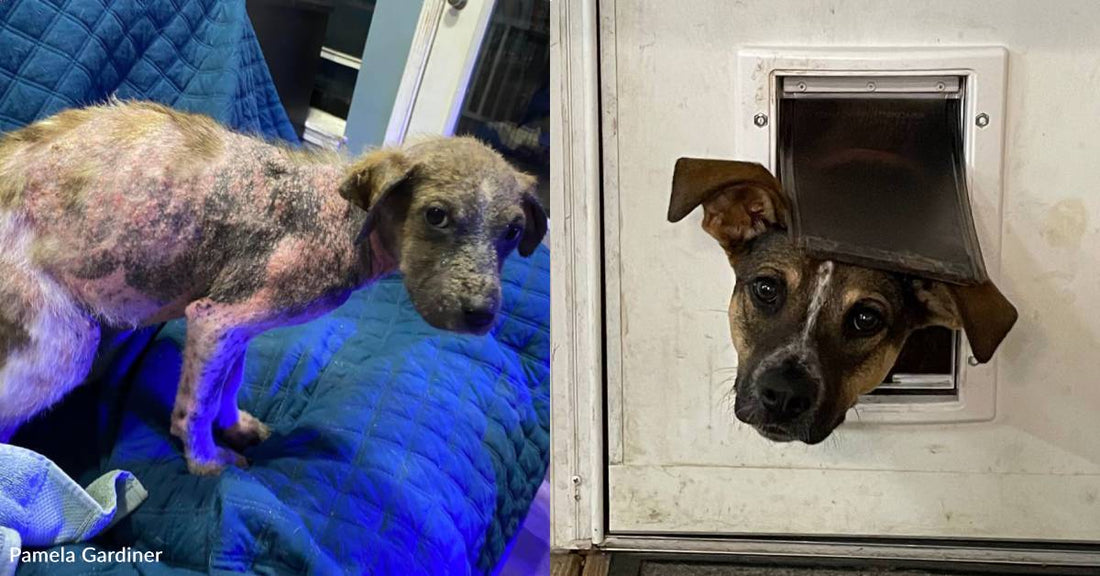 Dog with Mange Rescued, Has Hard Time Finding Home Due to Heart Condition