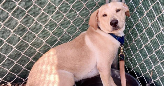 Shaking, Petrified Puppy Brought Out of His Shell By Fellow Shelter Dogs