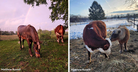 Little Shetland Pony Protects Giant Cow Friend with Devotion