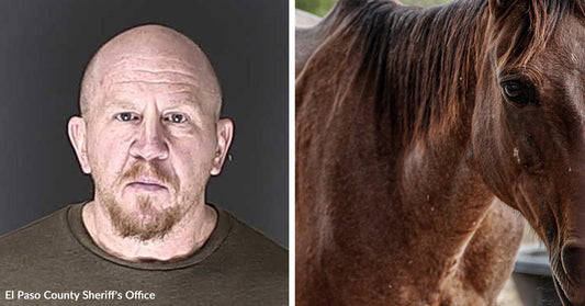Split image showing a mugshot-style photo of a bald man beside a close-up of a brown horse.