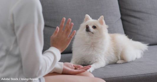 Caring for Deaf Dogs and Cats: 10 Tips for a Happy, Safe Home