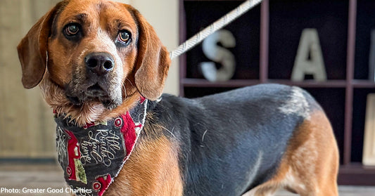 A beagle-style dog wearing a decorative bandana, looking attentively at the camera.