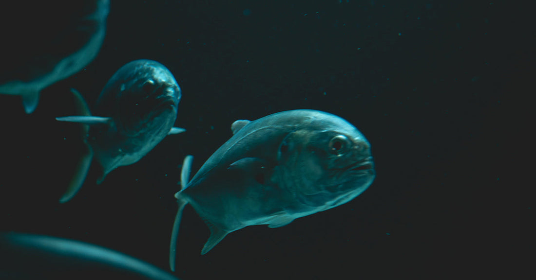 Humans Have Seen Less of Earth’s Ocean Than of the Moon