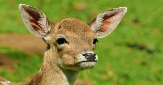 Florida Man Faces Charges for Filming Deer Torture for TikTok Video