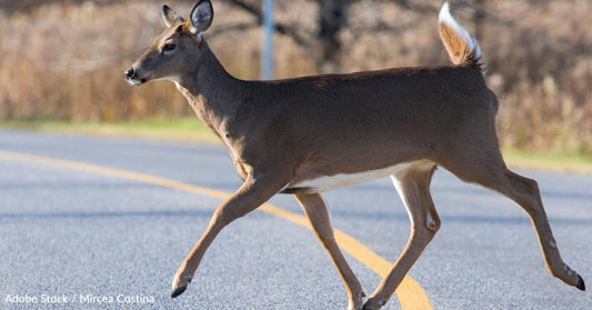 How the Time Change Helps Make November the Worst Month for Deer Collisions