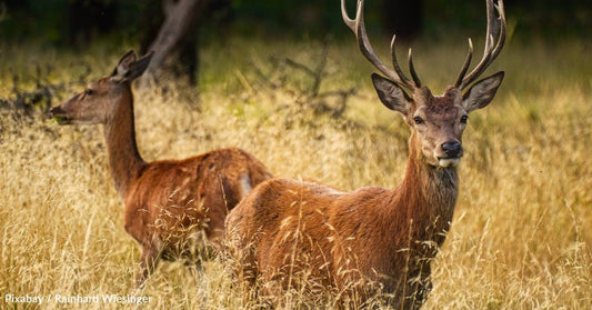 'Get Off My Lawn': Some Older Animals Shun Company, Too, to Their Benefit