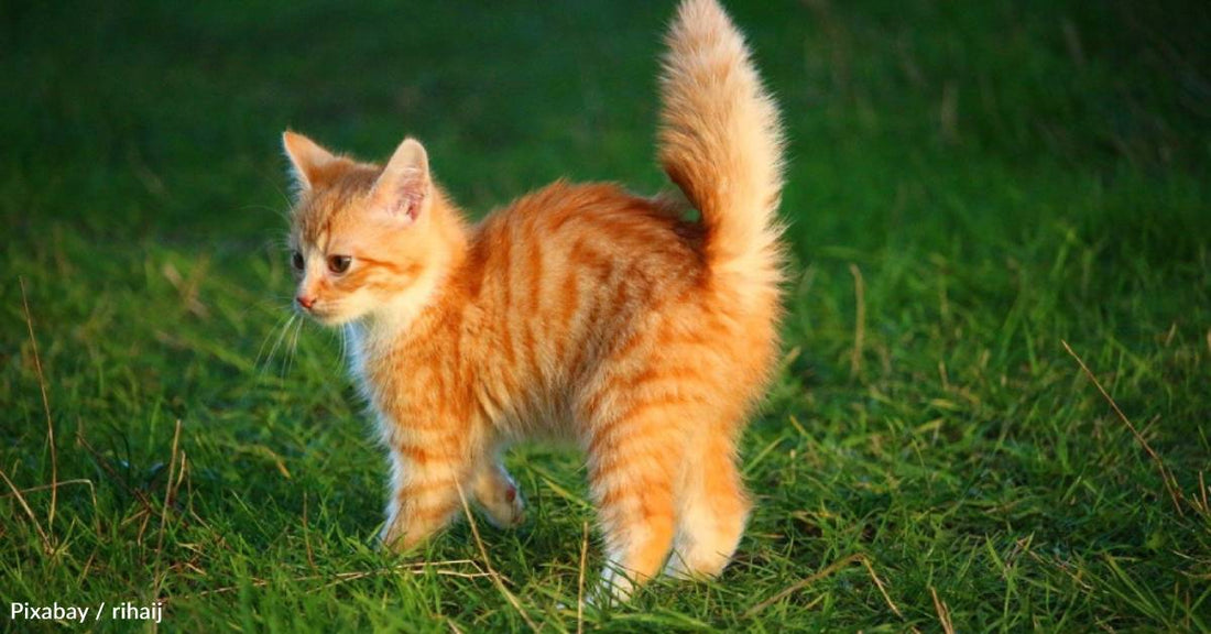 Stray Cat Brings Feisty Orange Kitten to Family's Front Door