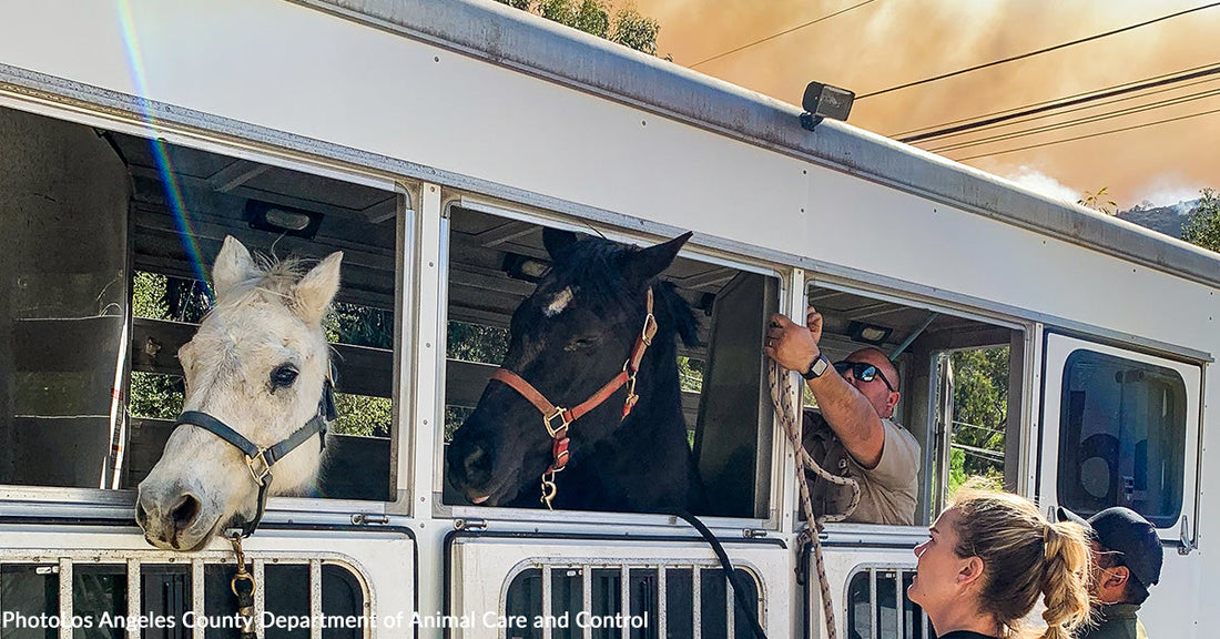 Hundreds of Loose and Displaced Horses Fleeing Wildfires Find Refuge at LA Equestrian Center