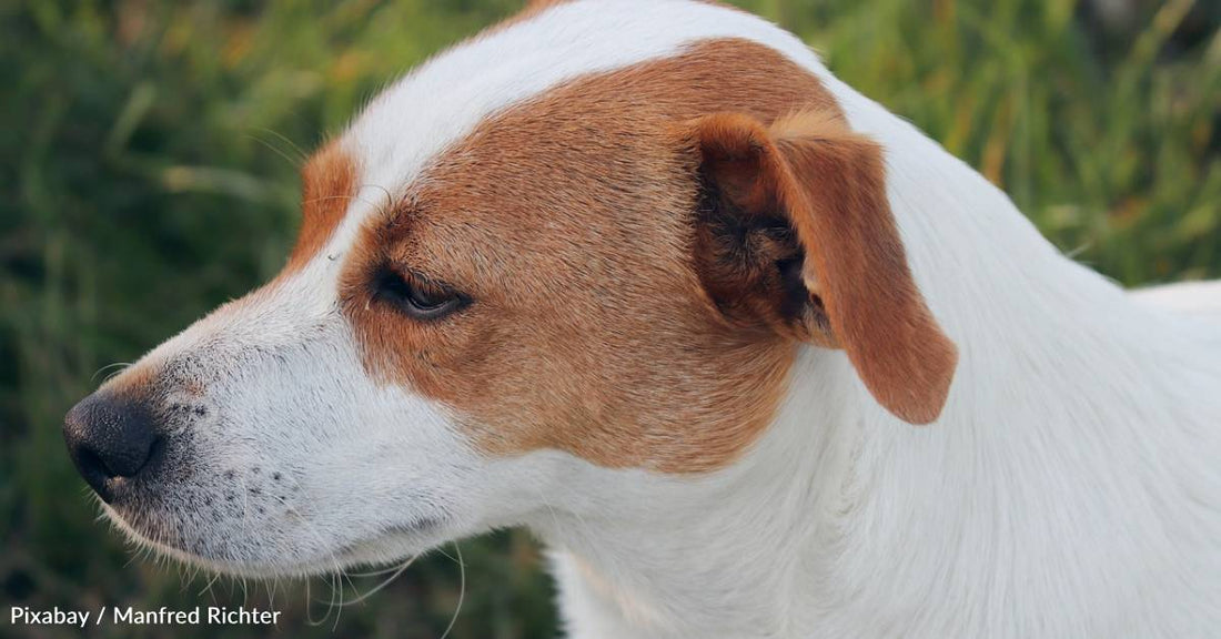 Bruised, Burned Dog is Nearly Run Over After Escaping Abuse