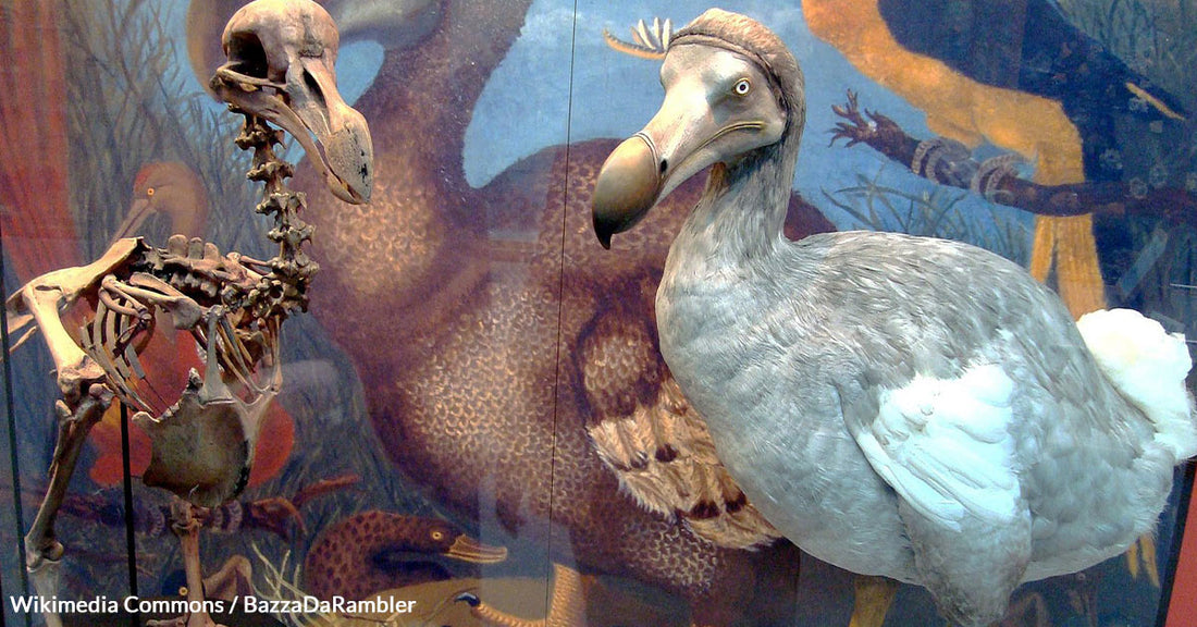 Scientists Embark on Bold Journey to Revive Extinct Dodo Bird in Mauritius