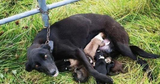 Dog Found Chained To A Gate While Nursing Six Puppies