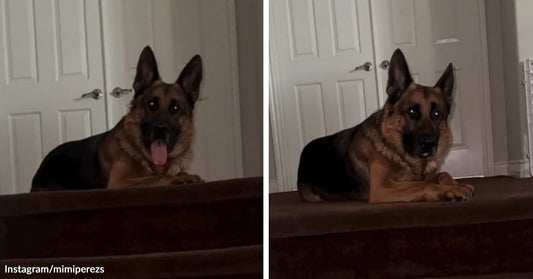 Split image of a German shepherd lying on an upstairs ledge with tongue out, then calmly watching from the same spot.