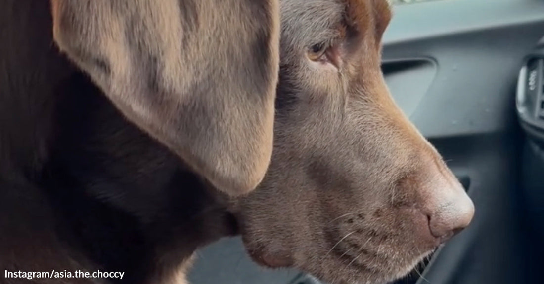 Labrador is confused about a car air freshener.