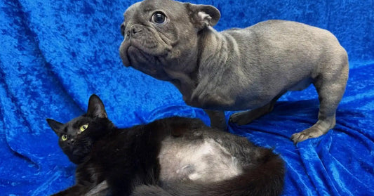 Three-Legged Puppy Finds Comfort In Kitten Who Shares Her Struggle