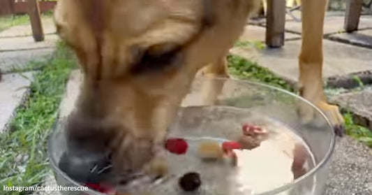 Tan dog dips its face into a clear bowl of floating treats on a backyard patio.