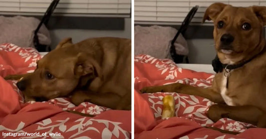 Split image of a tan dog lying on a bed chewing a bone, then looking up with a startled expression.