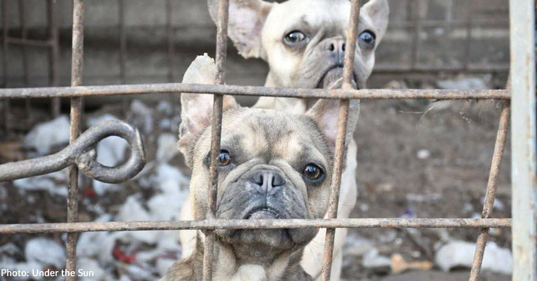 Two French bulldogs look through a rusty cage, awaiting rescue or adoption.
