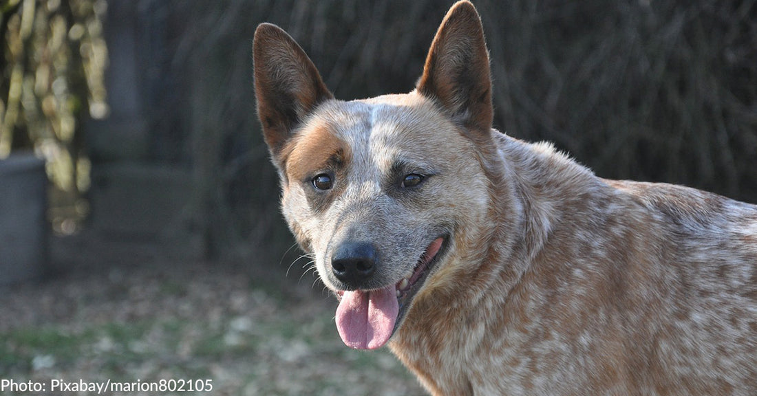 7 Dog Breeds Prone To Deafness