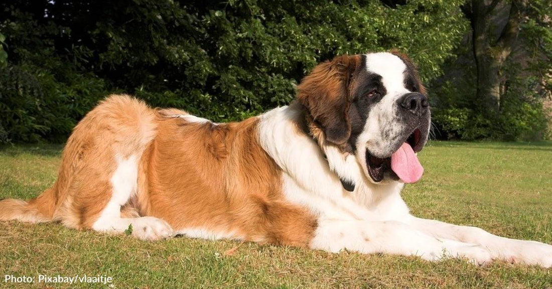 10 Dog Breeds That Drool The Most