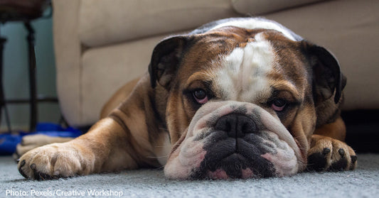 9 Dog Breeds With Terrible Work Ethics