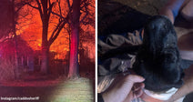 Split image showing a house engulfed in flames at night and a close-up of a black dog’s muzzle as someone gently holds the dog.