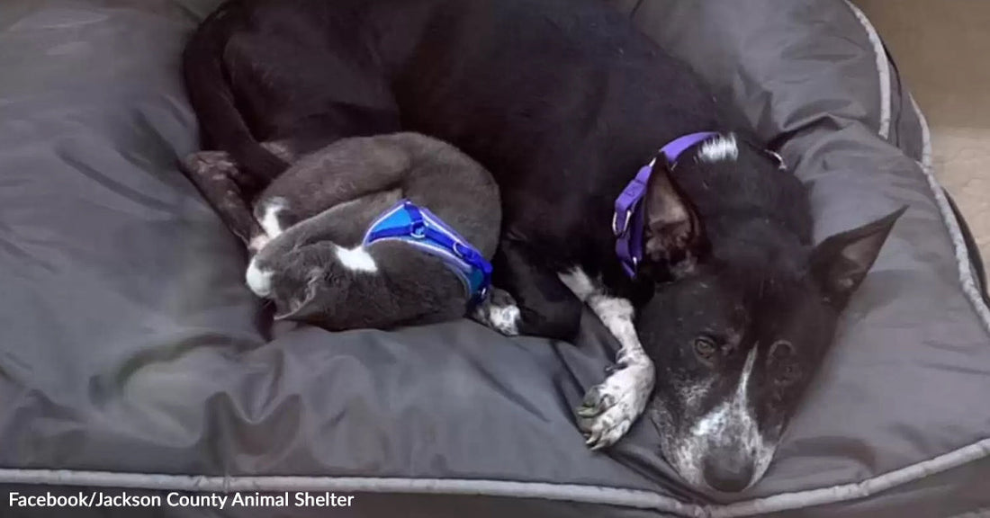 Black-and-white dog curled up in a bed cuddling closely with a smaller gray cat, both resting together.